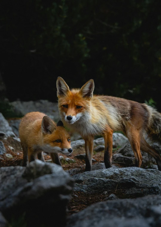 two foxes are standing in the woods near a rock