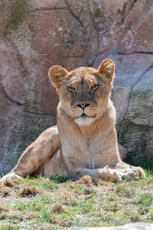 the large lion is sitting in front of a rock wall