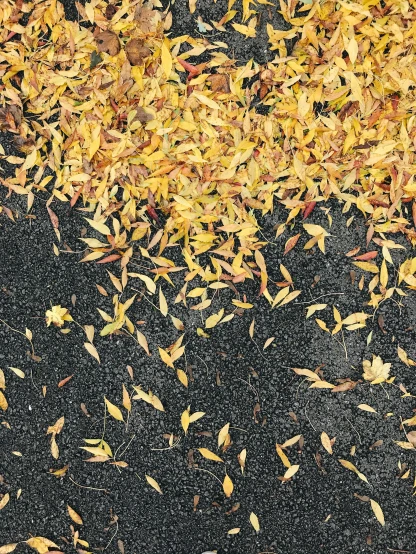 many yellow leaves on the ground, one of which has fallen