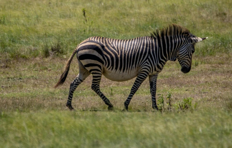 a ze walking in the green grass with brown patches of dirt