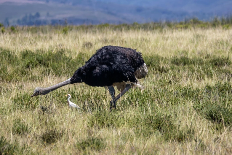 an ostrich with long legs is eating grass on the plains