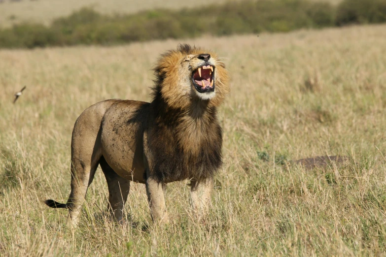 an adult lion yawns while it stands in a grassy field