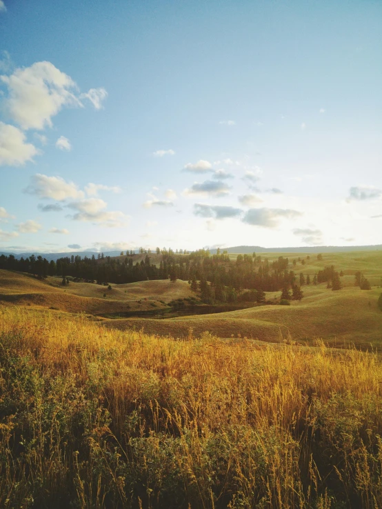 a field with trees and the sun in the distance