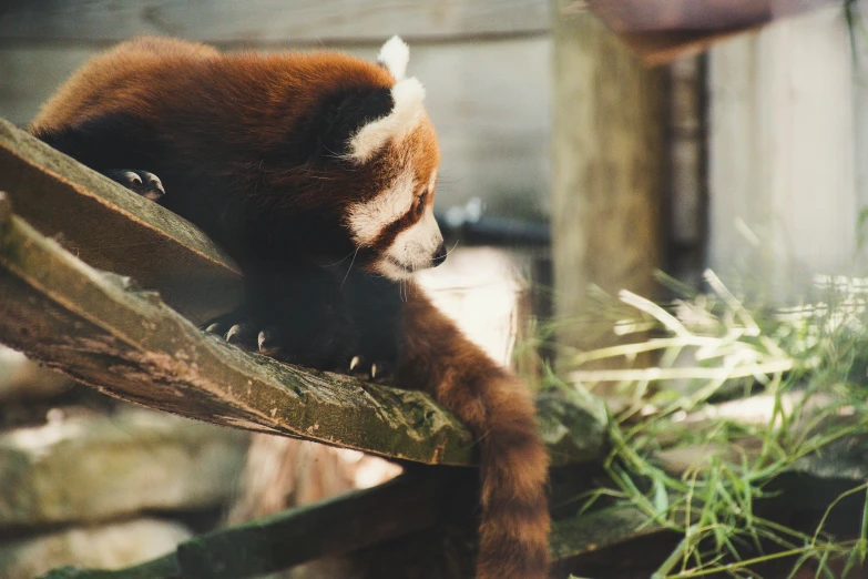 an orange monkey with brown and white spots sitting on a nch