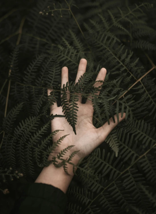 the hands are holding up an open fern