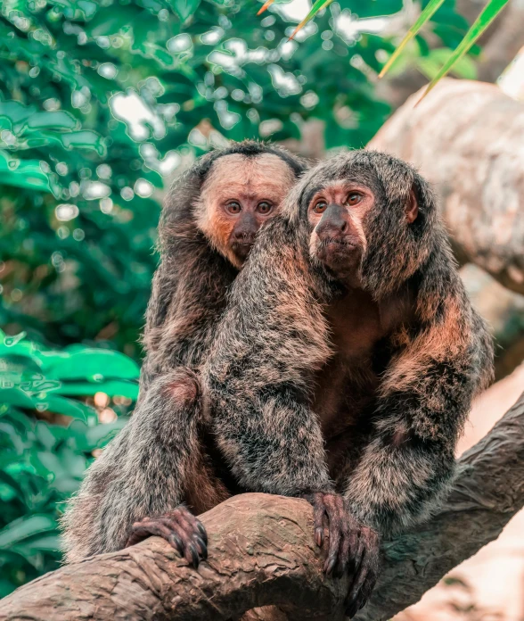 two baby monkeys are sitting on top of a tree