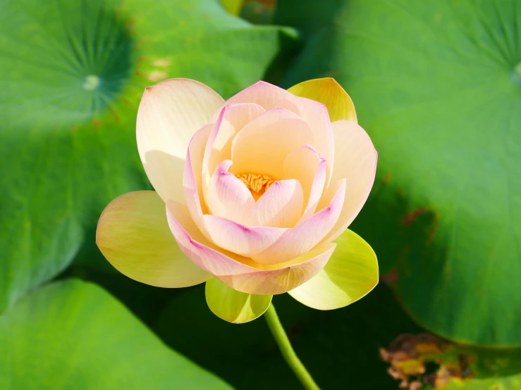 a lotus flower blooming in front of green leaves