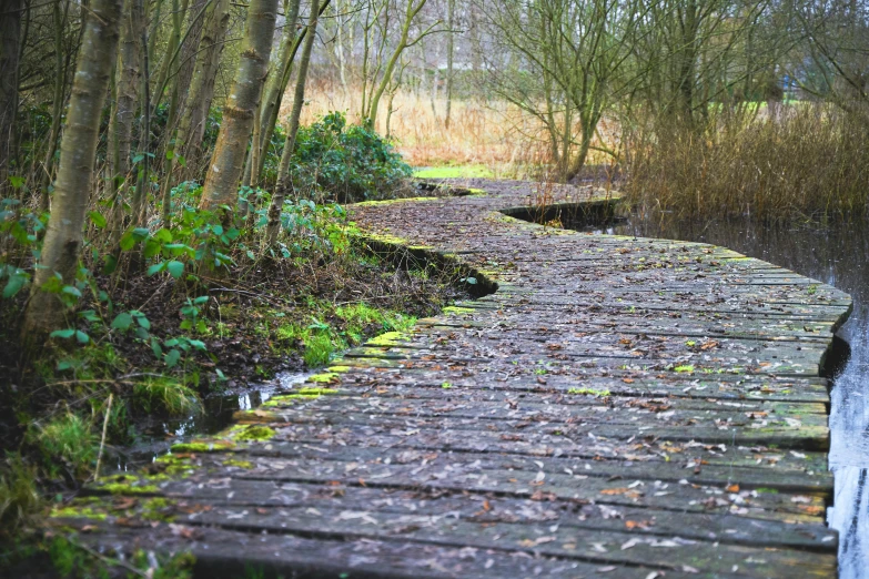 brick pathway in the woods with tree trunks