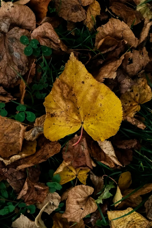 a yellow leaf laying in the grass