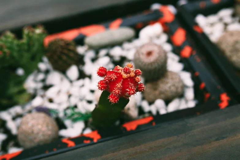 a close up view of a potted plant with a flower on top of it