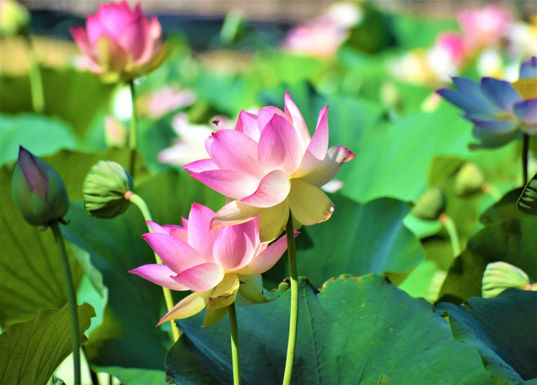 some very pretty pink lotus flowers by a leaf