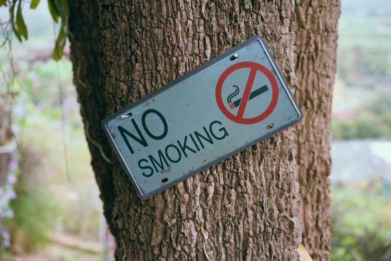 a metal sign on a tree says no smoking