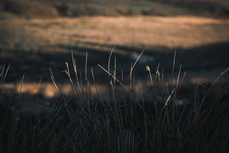 grass on a field at sunset with an area in the background