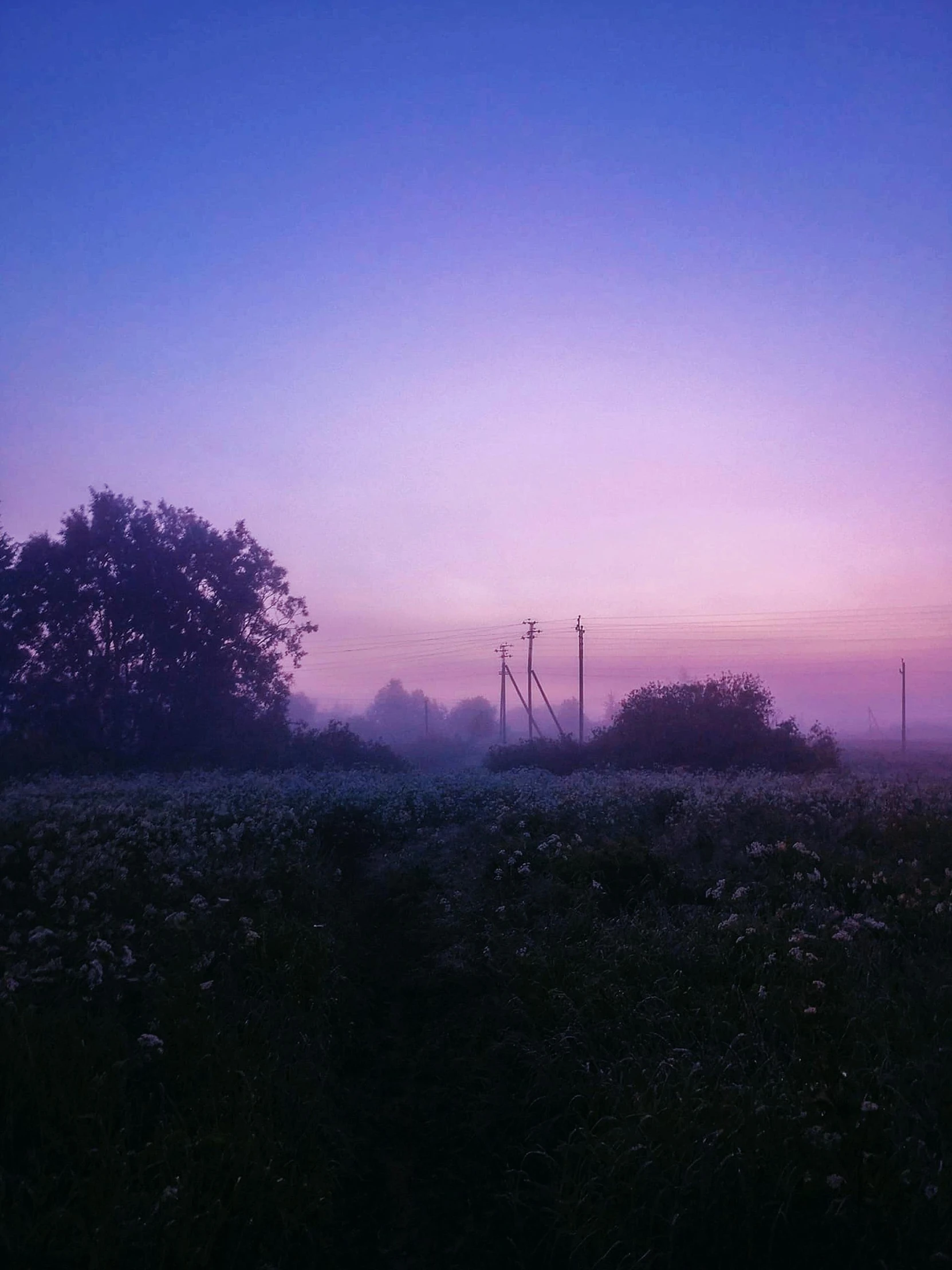 trees and electrical wires are lit by a purple and blue sunset