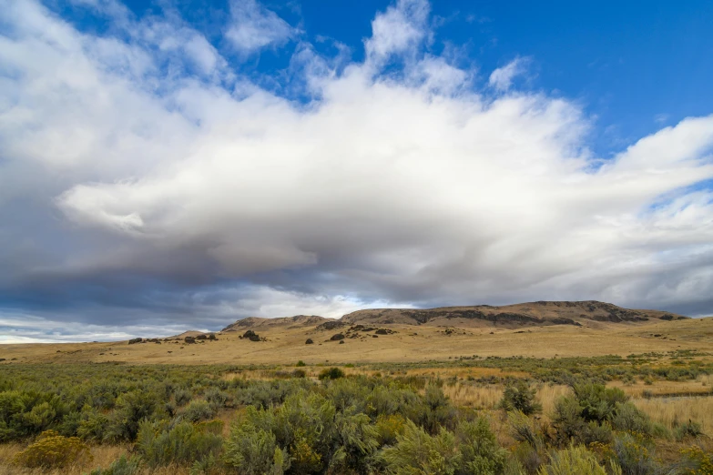 a field of plants is under a large cloud