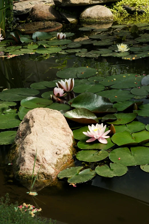 the pond has lily pads in it