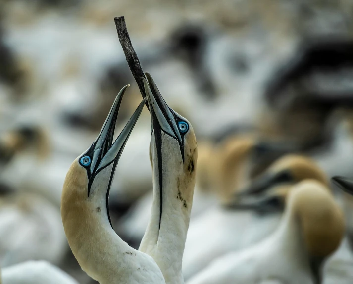 a very pretty bird with it's beak open in the middle of a bunch of birds