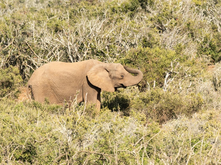 a small elephant walking through some brush and bushes