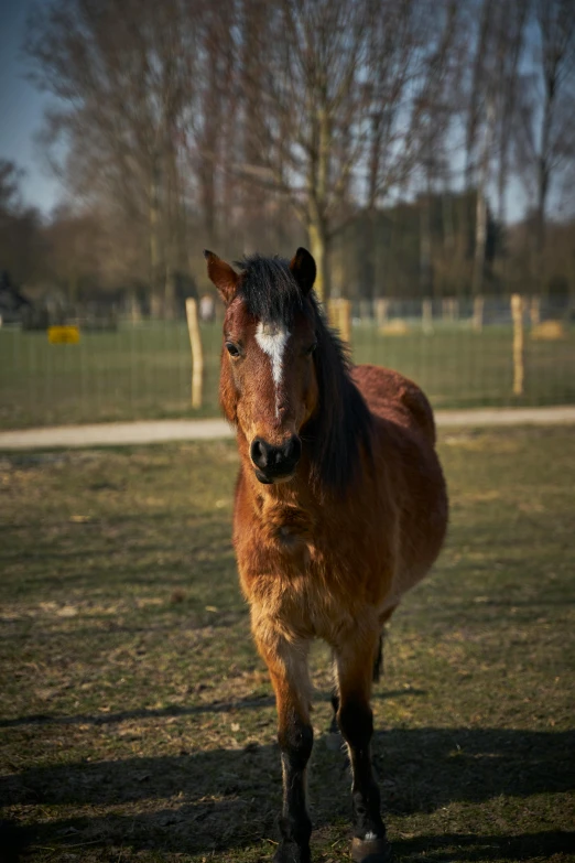 a brown and white horse in the grass in front of a fence