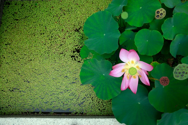 a pink flower surrounded by lily pads in water