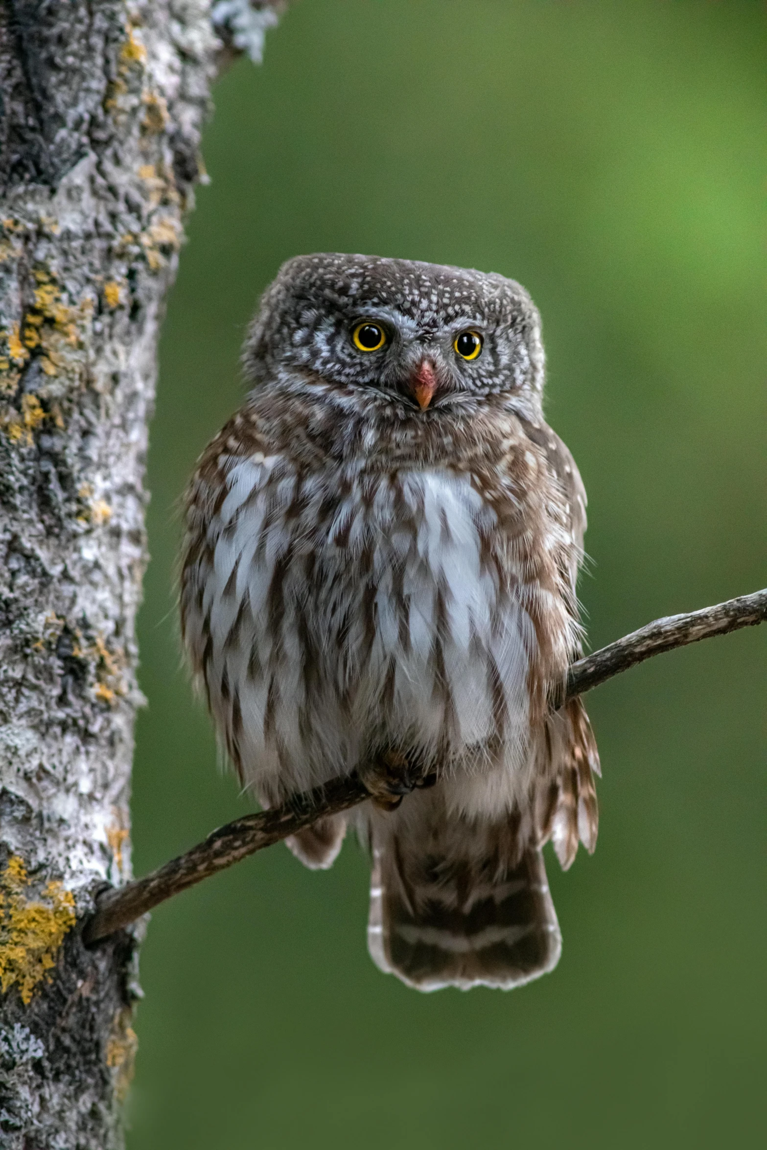 a small owl perched on a nch