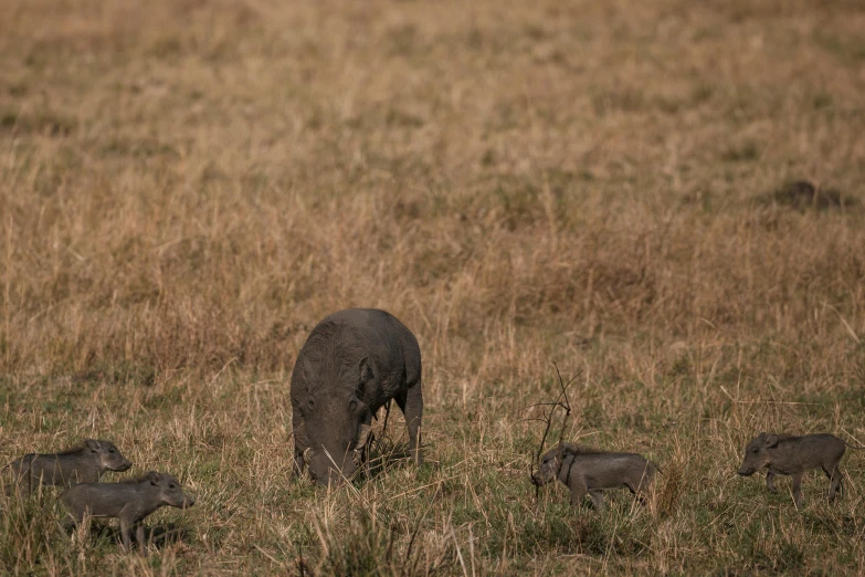 a small elephant standing with two smaller elephants