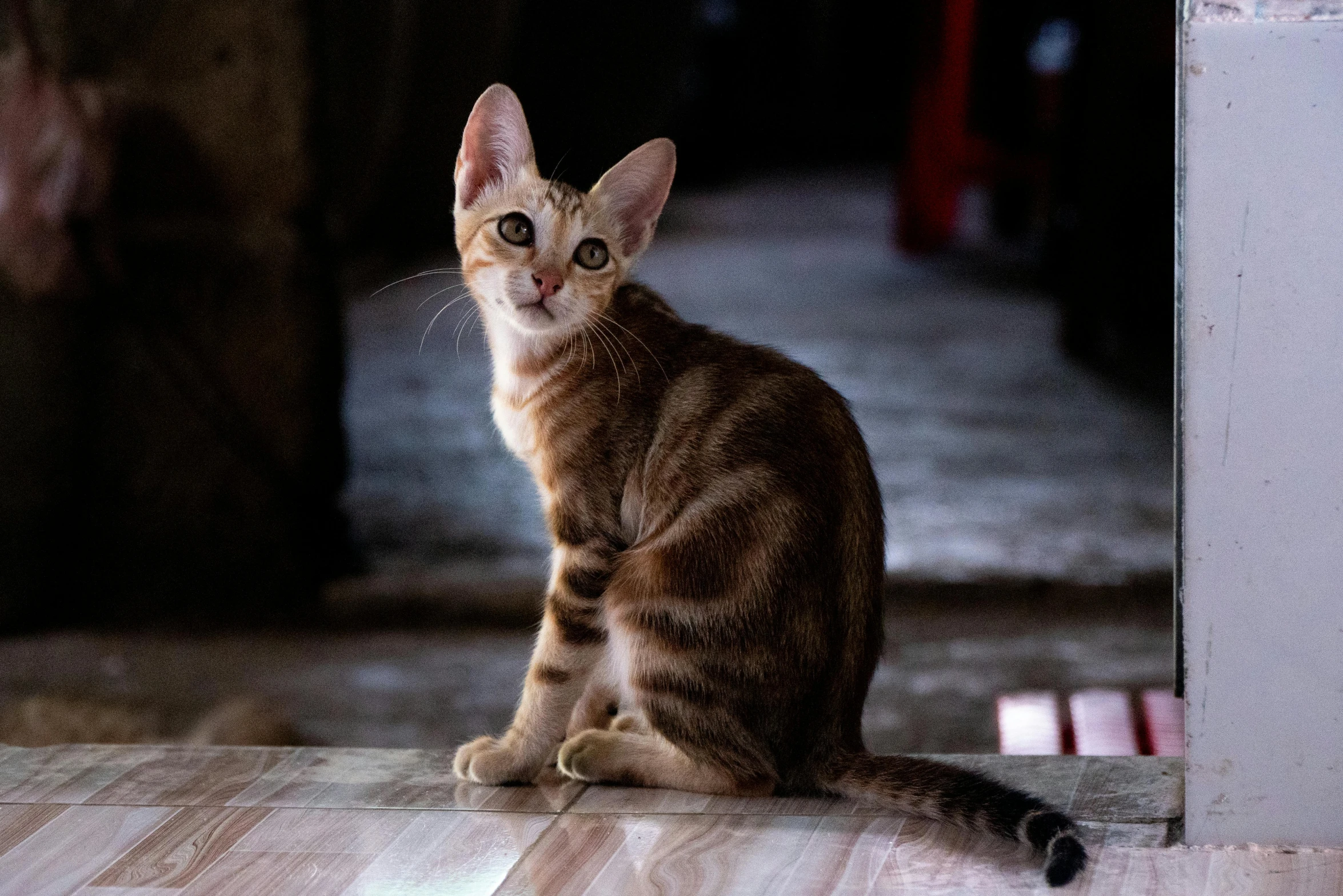 a small cat is sitting on the floor