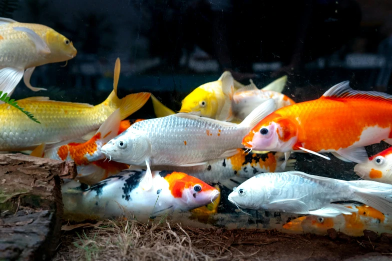 various fish swimming in a pond inside of a tank