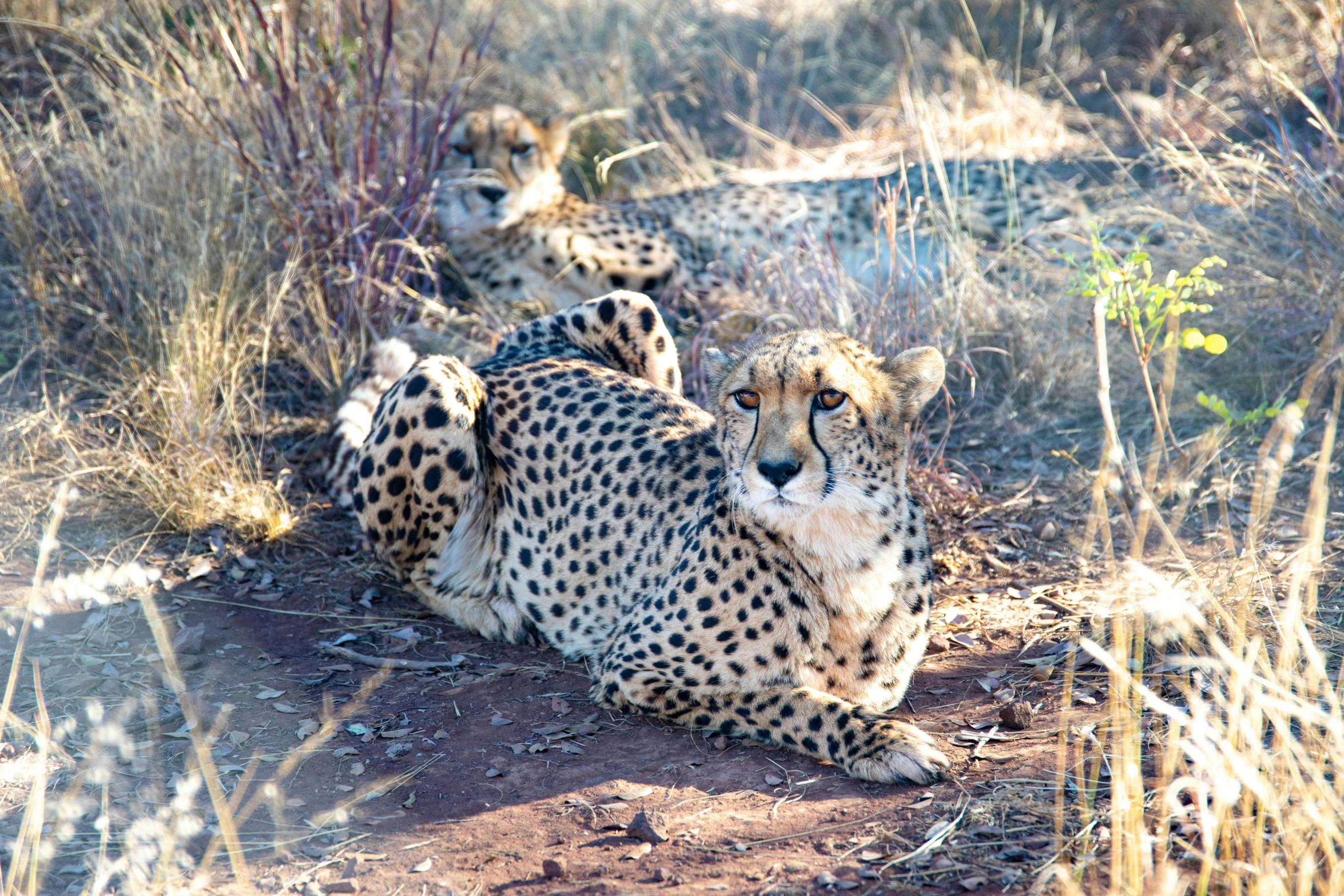 a cheetah rests in the dirt next to some brush