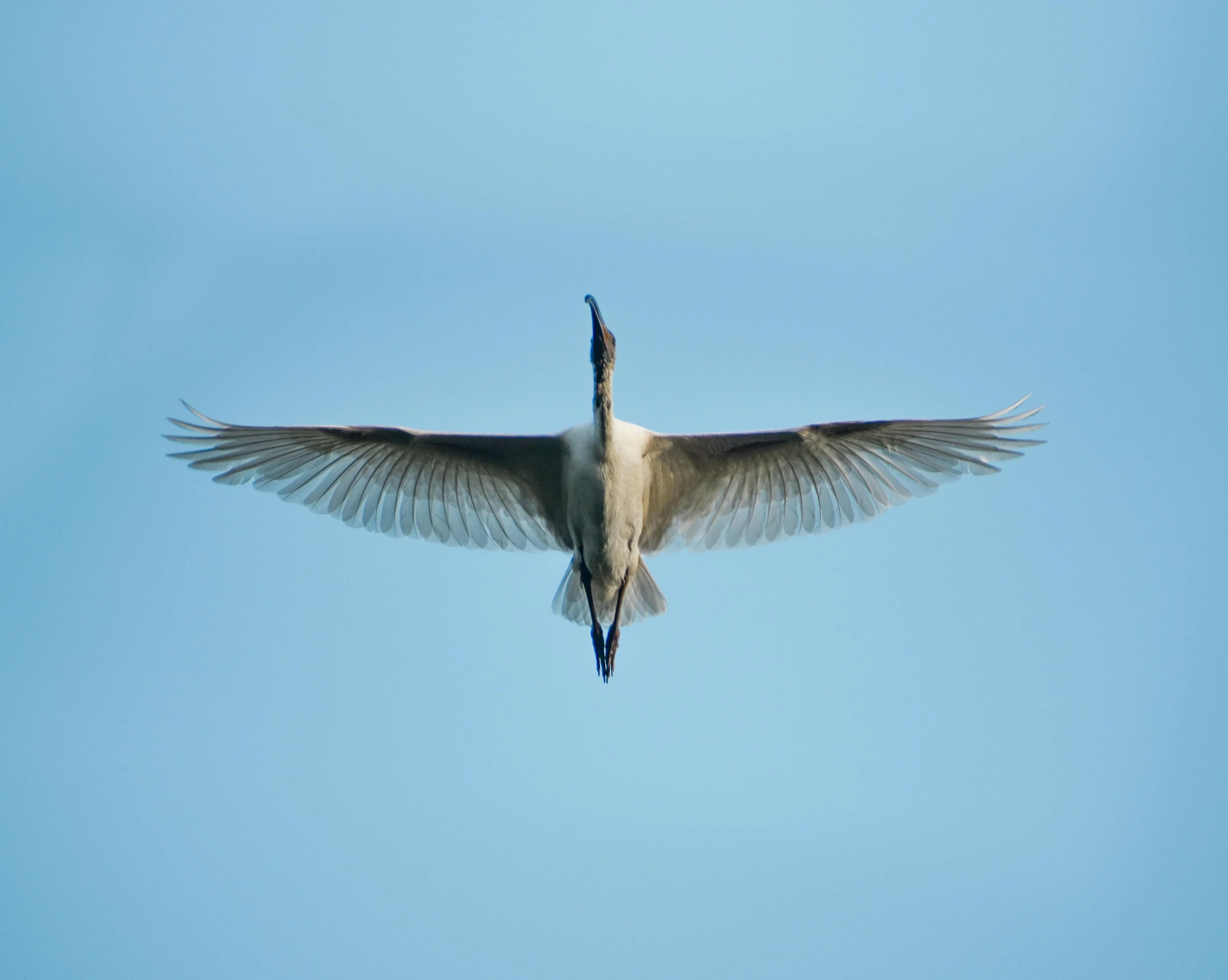 a bird that is flying through the air