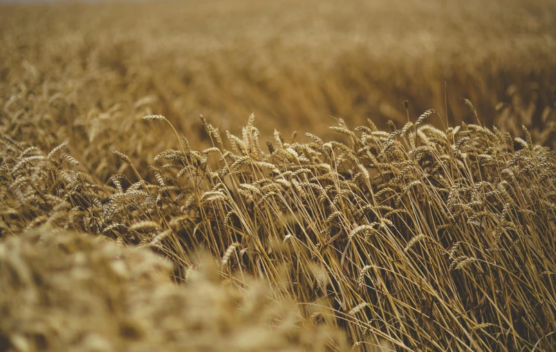 the brown wheat field has several tall stalks