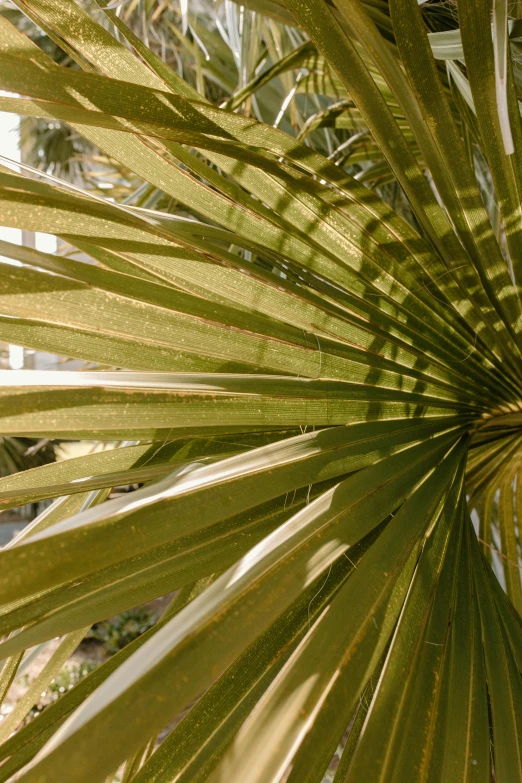 a large green leaf hanging from a tree