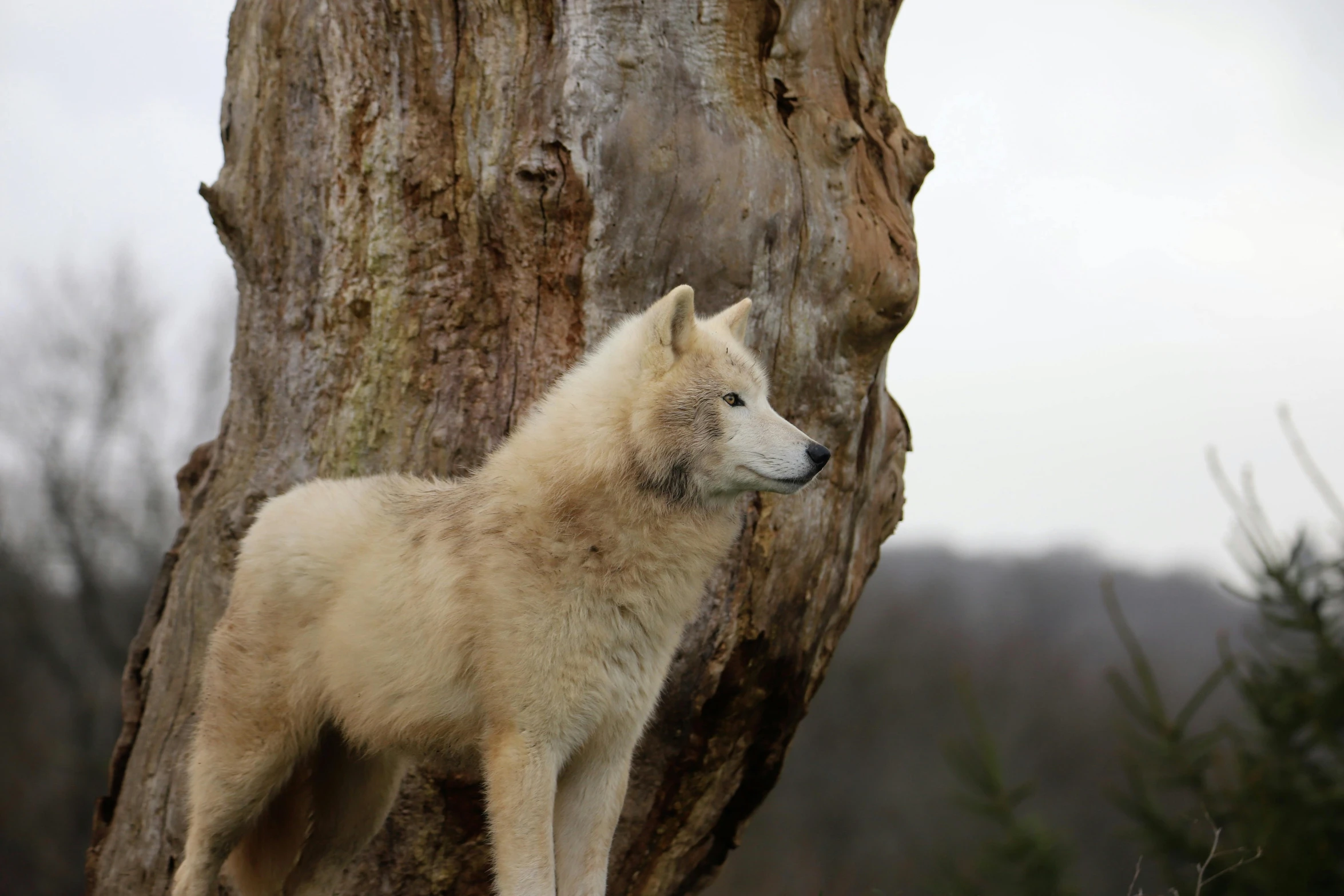 a wolf standing next to a tree in the wilderness