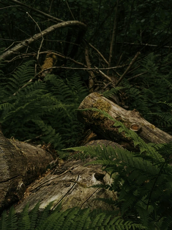 a tree with ferns growing on top of it