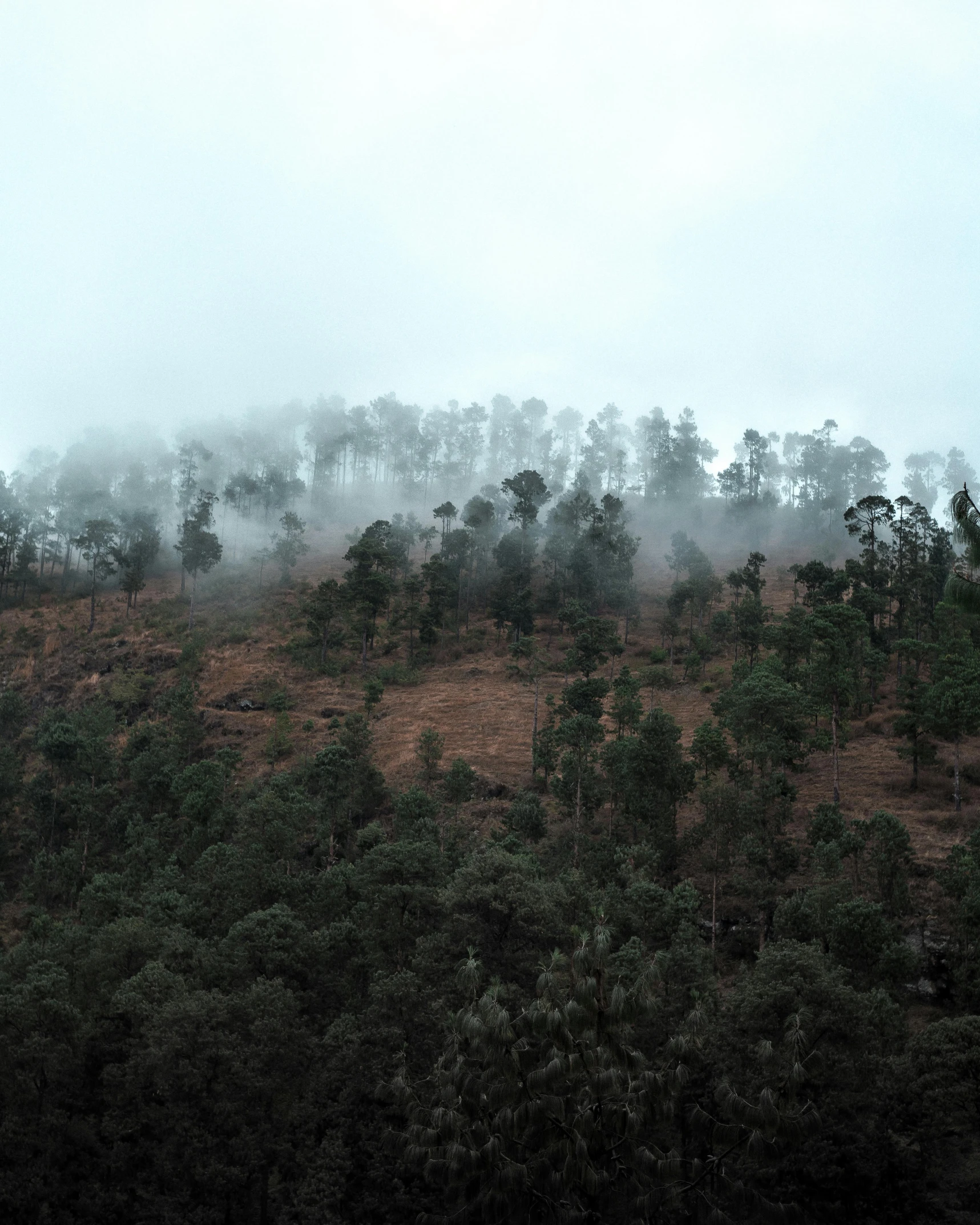 mist and trees along a grassy bank on a cloudy day