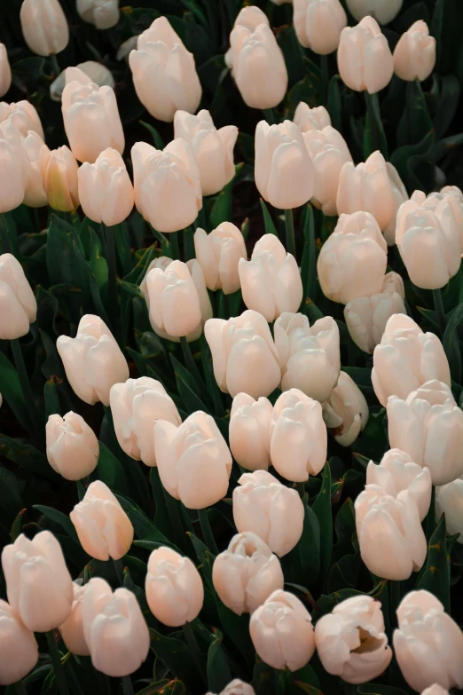 the image of flowers has been altered to include pink tulips