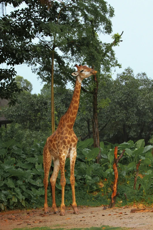 giraffe standing on the dirt beside a lot of green foliage