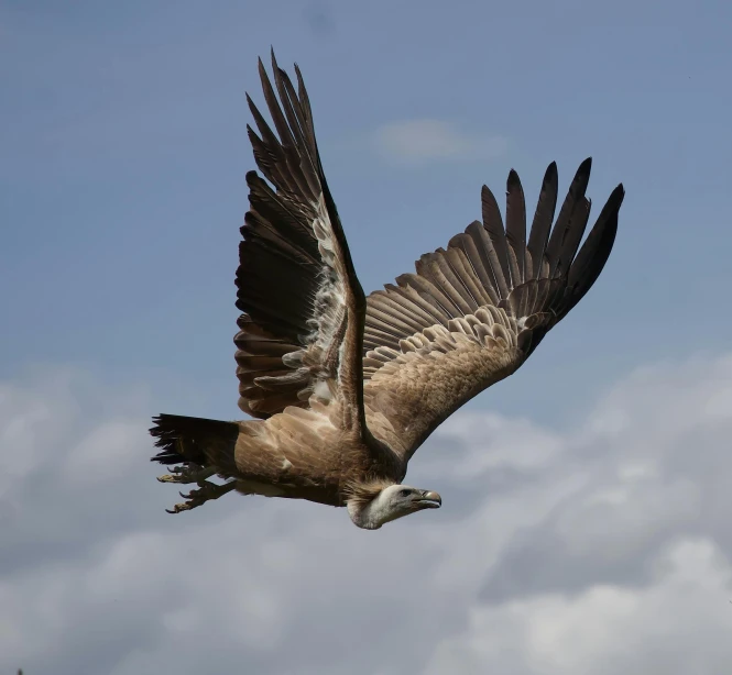 a large bird with wings spread in the sky