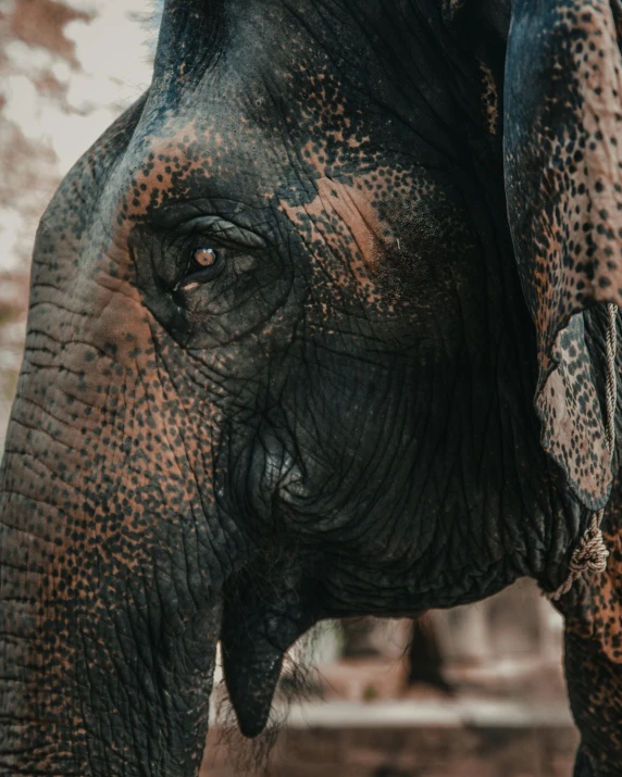 a close up po of an elephant's face and eye