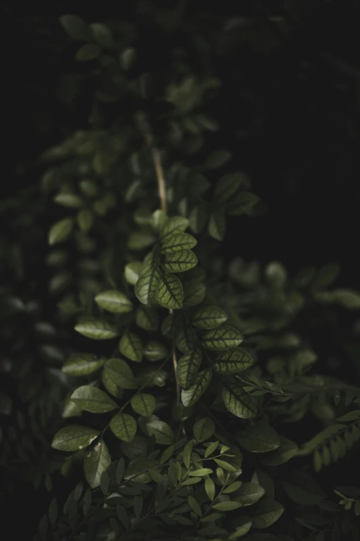 a black and white image of green leaves