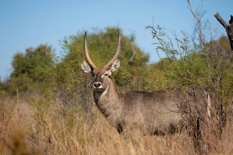 an animal with horns walking in tall grass