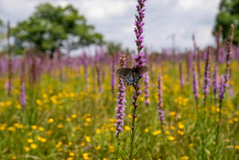 a erfly is sitting on a flower in a field