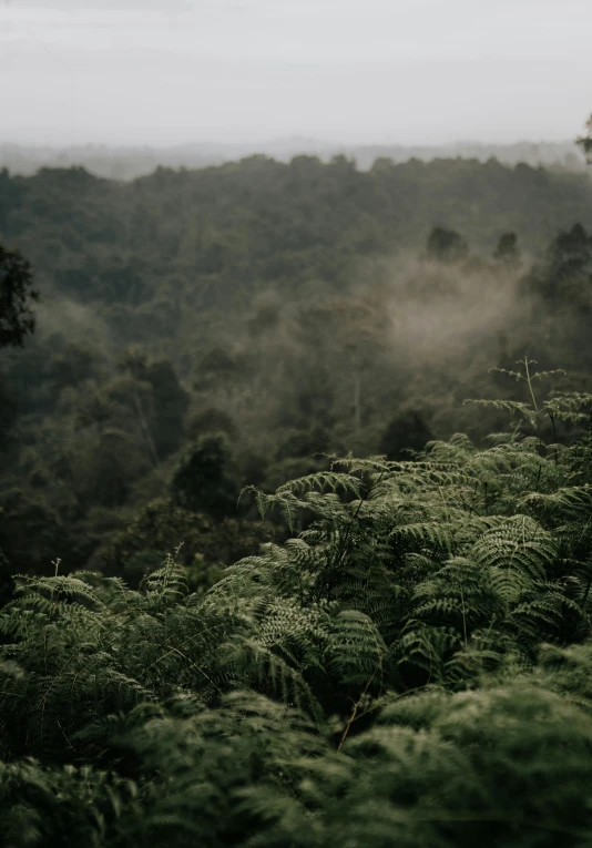 a forest full of trees, bushes and bushes