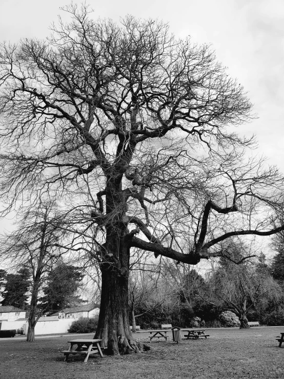 there is a black and white picture of a big tree