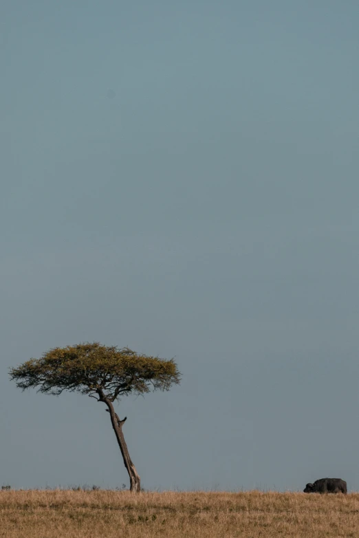 an animal standing under a tree on top of a grassy field