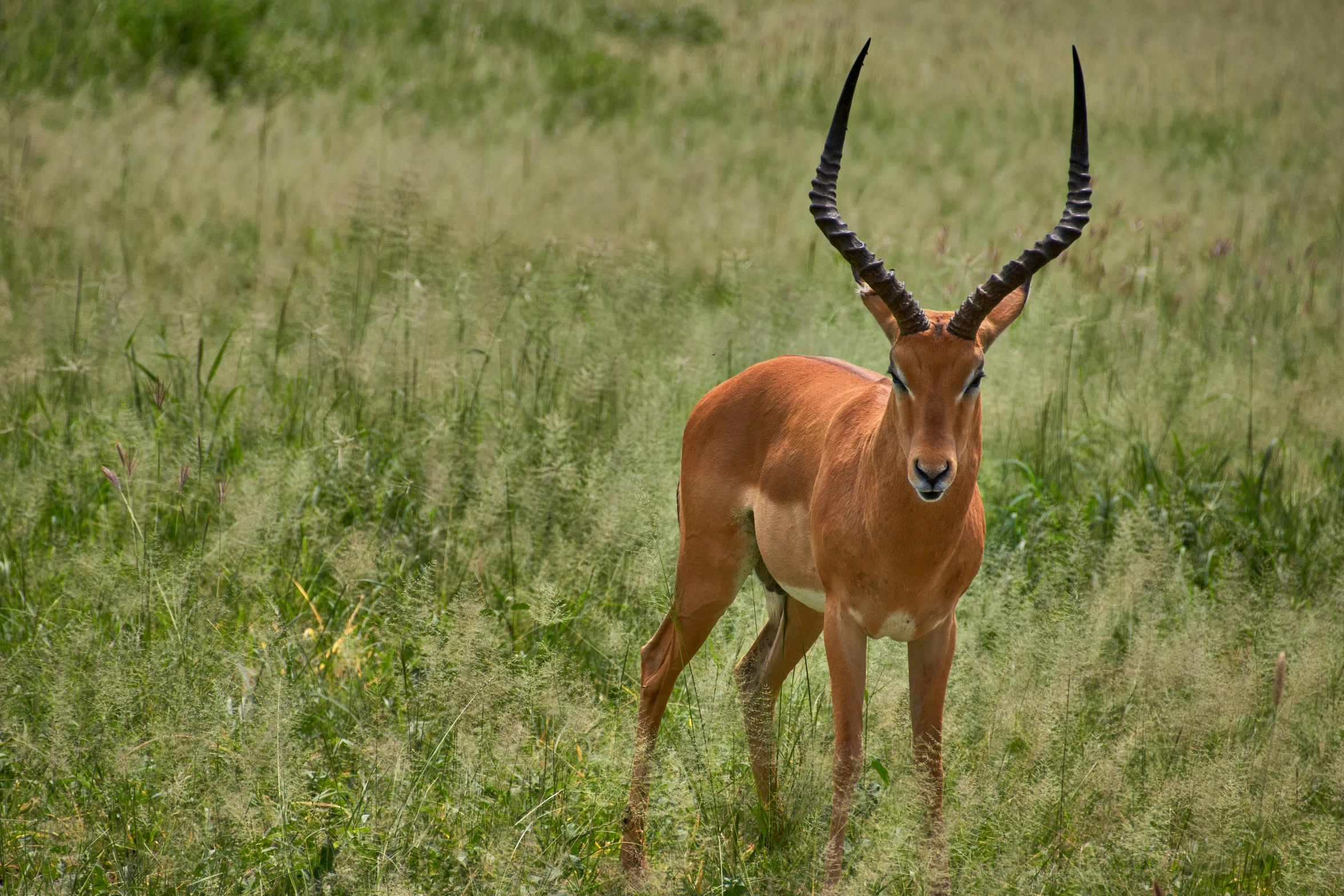 a gazelle in some tall grass with its antlers