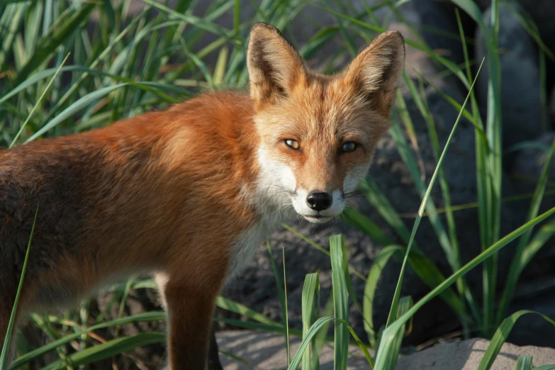 a small brown fox standing next to some tall grass