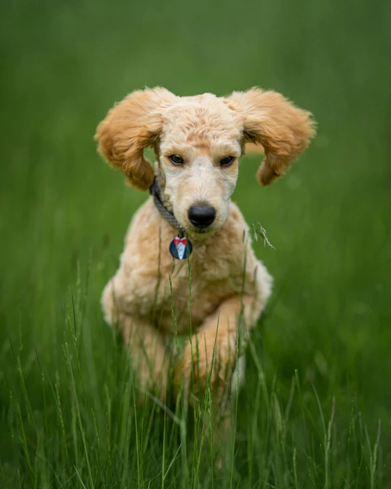 small dog sitting up in grassy area with his chin on its hips