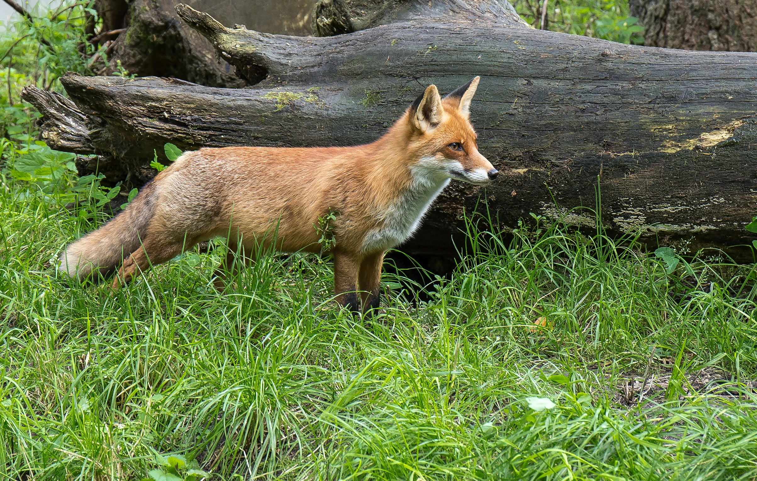 a fox stands by a fallen tree in the grass