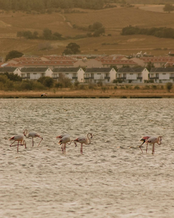 a flock of pink flamingos wading in the water